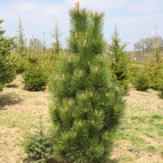 Borovica lesná Fastigiata, 30/40 cm, v črepníku Pinus sylvestris fastigiata