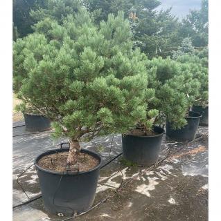 Borovica lesná Watereri 100/125 cm, v črepníku 130 l Pinus sylvestris Watereri