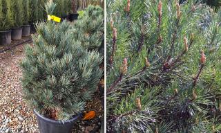 Borovica lesná Watereri 25/35 cm, v kvetináči Pinus sylvestris Watereri
