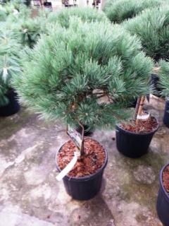 Borovica lesná Watereri 90/110 cm, v črepníku Pinus sylvestris Watereri