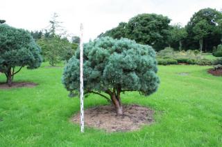 Borovica lesná Watereri, celková výška pri dodaní 40/50 cm, v črepníku Pinus sylvestris Watereri