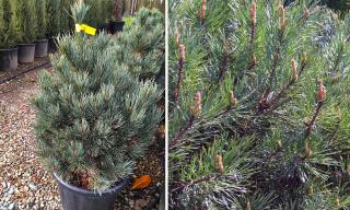 Borovica lesná Watereri, výška 50/60 cm, v črepníku Pinus sylvestris Watereri