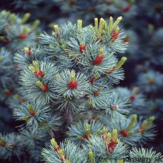 Borovica malokvetá Glauca, výška 20/30 cm, v črepníku Pinus parviflora Glauca