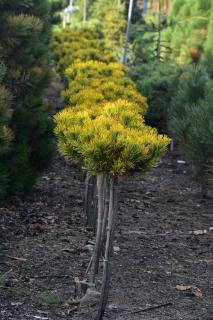Borovica Mugo Wintergold na kmienku 90/120 cm, v črepní Pinus mugo Wintergold