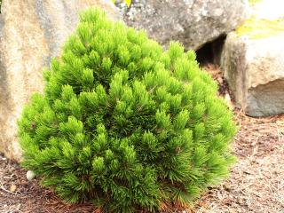 Borovica pancierová, výška 20/40cm, v črepníku Pinus leucodermis