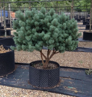 Borovica Watereri 30/40 cm, v črepníku Pinus sylv. ‘Watereri‘