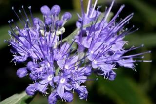 Bradavec Klandonský GRAND BLEU Inoversis, výška 25/35 cm, v črepníku Caryopteris clandonensis Grand Bleu