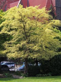 Brest drobnolistý Geisha, Ulmus parvifolia na kmienku 120 cm , celková výška 200/250 cm  črepniku 15l Ulmus parvifolia ‘Geisha’