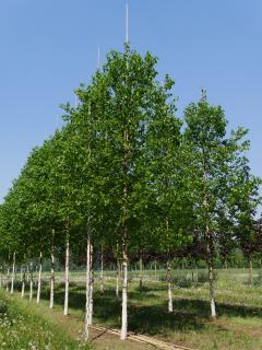 Breza čínska Fascination stlpovitá, výška 150/200 cm, v črepníku 10l Betula Jacquemontii