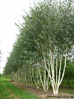 Breza himalájska Doorenbos dvojkmenná, obvod kmienkov 10/12 cm  výška 300/350 cm, v kvetináči  Betula Utilis Doorenbos