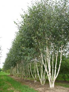 Breza himalájska Doorenbos viackmenná (3-5 kmeňov) výška 180/220 cm, v kvetináči Betula Utilis Doorenbos