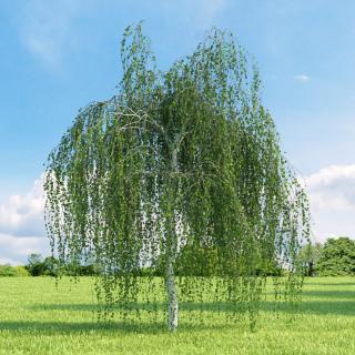 Breza previsnutá 230/260 cm, v črepníku Betula pendula