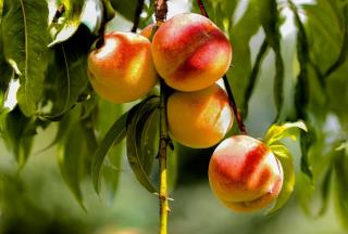 Broskyňa HARNAS, výška 180/200 cm, už rodiaca , v črepníku podpník Alycza Prunus persica Harnas