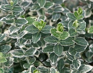 Bršlen fortuneov Emerald Gaiety, v črepníku 10/20 cm Euonymus fortunei Emerald Gaiety