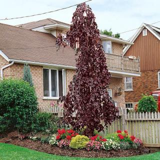 Buk Purple Fountain, výška 60/80 cm, v črepníku Fagus sylvatica Purple Fountain