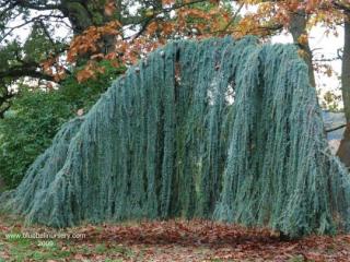 Céder Atlantský Glauca Pendula, výška 200/+ cm, obvod 6/8 cm, v črepníku Cedrus atlantica glauca pendula