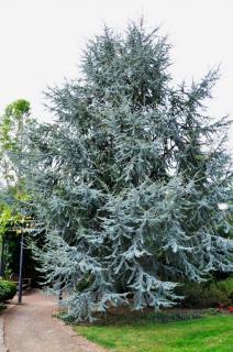 Céder Atlantský Glauca, výška 80/120 cm, v črepníku Cedrus atlantica Glauca