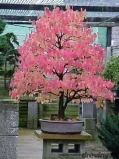 Cercidovník japonský, výška 160/180 cm, v črepníku 12l Cercidiphyllum japonicum Pendula