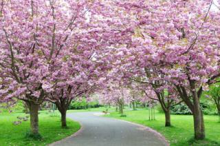 Čerešňa japonská Kanzan na kmienku 250 + cm, v črepníku 10l  Prunus serrulata kanzan