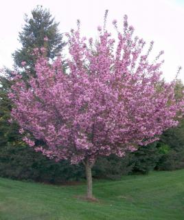 Čerešňa pílkatá Royal Burgundy, na kmienku 180/200 cm, v črepníku Prunus serrulata Royal Burgundy