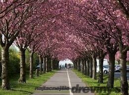 Čerešňa pílkatá Royal burgundy (sakura), výška 80/100 cm, v črepníku 5l Prunus serrulata Royal Burgundy