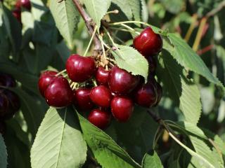 Čerešňa Regina, podpník Gisela 6, výška 140/180 cm, voľnokorenná 1-ročná Prunus avium Regina