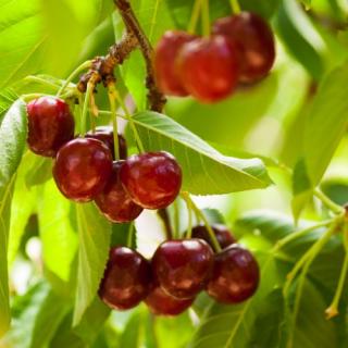 Čerešňa stredne skorá LAPINS podpník Gisela 6, výška 140/180 cm, stĺpovitá voľnokorenná Prunus avium Lapins