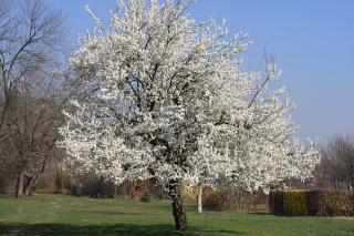 Čerešňa vtáčia, výška 180/220 cm, obvod 6/8 cm, v črepníku Prunus avium