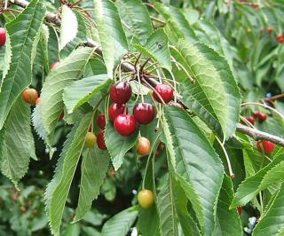 Čerešňa vtáčia, výška 50/80 cm, v črepníku 4l Prunus avium