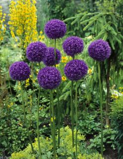 Cesnak obrovský - okrasný, v črepníku 2l Allium giganteum