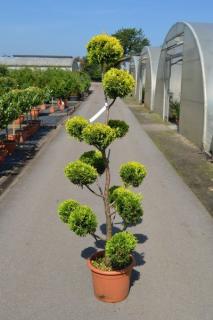 Cyprusovec leylandský bonsai, 120/150 cm, v črepníku Cupressocyparis leylandii Cast. Gold - Japan style