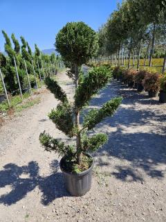 Cyprusovec leylandský "CLOUDS" (japonský štýl), výška 100/125 cm, v črepníku Cupressocyparis leylandii