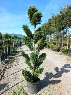 Cyprusovec leylandský "CLOUDS" (japonský štýl), výška 180/200 cm, v črepníku Cupressocyparis leylandii