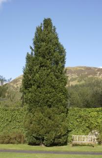 Cypruštek lawsonov White Spot, výška 90/110 cm, v koreňovom bale Chamaecyparis lawsoniana