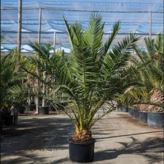 Ďatlovník kanársky, výška 50/70 cm, v črepníku Phoenix canariensis