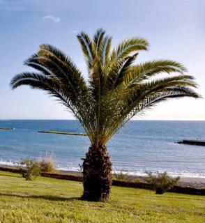 Ďatlovník kanársky, výška 70/90 cm, v črepníku Phoenix canariensis