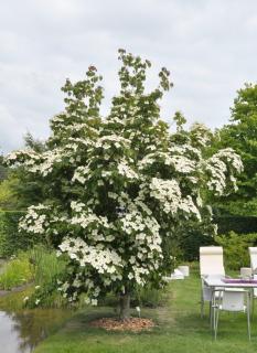 Drieň japonský ´China Girl´, výška 90/110 cm, v črepníiku 7l Cornus kousa ‘China Girl‘