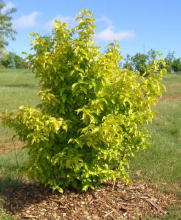 Drieň jedlý Aurea, výška 30/50, v črepníku Cornus Mas Aurea