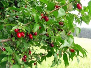 Drieň jedlý Jolico, výška 30/50 cm, v črepníku Cornus Mas Jolico