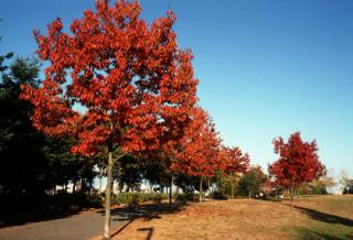 Dub červený 80/120 cm, v črepníku Quercus rubra
