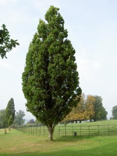 Dub letný Fastigiata, výška 110/130 cm, v črepníku Quercus robur Fastigiata