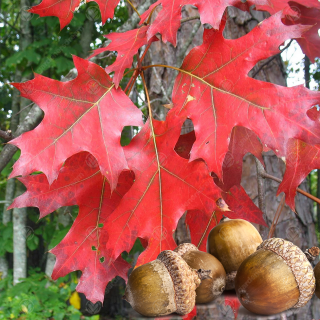 Dub letný, výška 300/+ cm, v črepníku Quercus robur