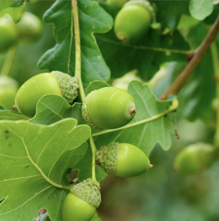 Dub zimný 60/80 cm , v črepníku Quercus petraea