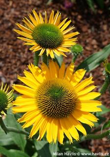 Echinacea KISMET YELLOW ‘TNECHKY, výška 30/40 cm, v črepníku 2l Echinacea KISMET YELLOW ‘TNECHKY‘