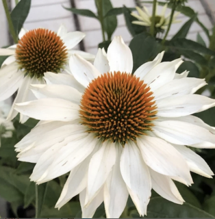 Echinacea ‘Meditation White‘ PBR, výška 30/40 cm, v črepníku 2l Echinacea ‘Meditation White‘ PBR