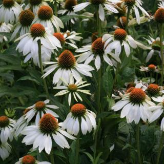 Echinacea purpurová White Swan, výška 10/15 cm, v črepníku P9 Echinacea Purpurea White Swan