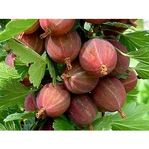 Egreš stromčekový Himnonmaki Rot červený 110/120 cm, v črepníku Ribes uva - crispa Himnonmaki rot