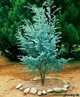 Eukalyptus Silver Dolar, výška 25/50 cm, v črepníku 5l Eucalyptus cinerea ‘Silver Dolar‘