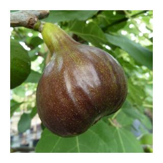 Figa-figovník ‘Bornholm‘, výška 40/60 cm, v črepníku Ficus carica Bornholm