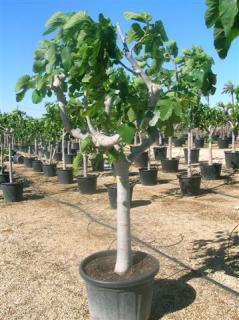 Figa veľkoplodá stromčeková na kmienku, 100/120 cm, v črepníku Ficus carica